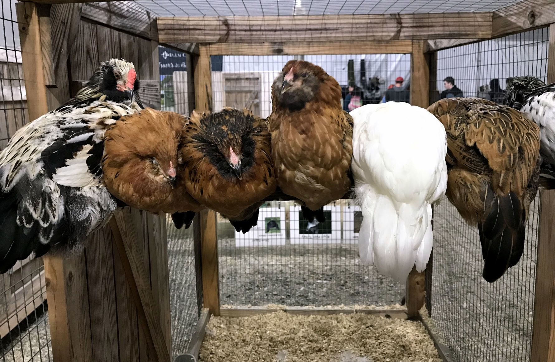 State Fair_JW16